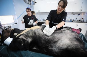 Helina bear, Kirsty Officer and Ray Joy during Helina's health check. Photograph by Jo-Anne McArthur / Animals Asia.