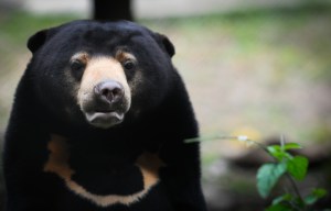 AAF_JMcArthur-3955 - Lamma