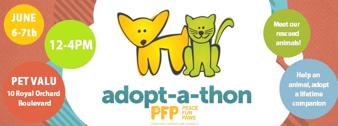 Help a pet, adopt a lifetime companion this weekend June 6-7th&nbsp;12-4pm!