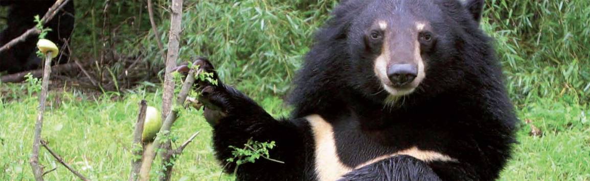 Animals Asia Highlights