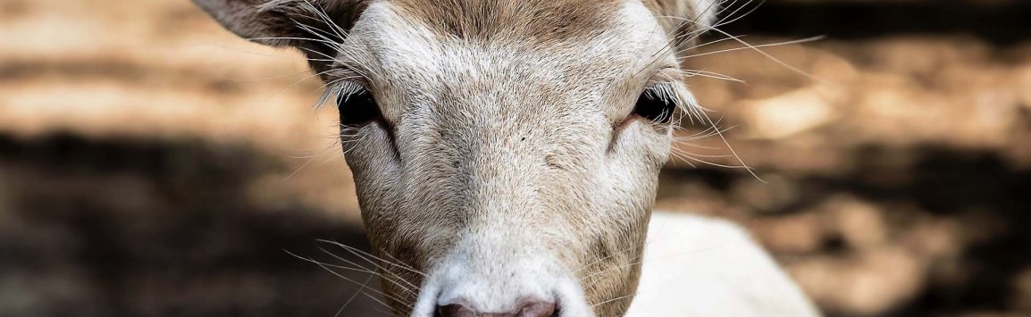 project-livingwcompassion-banner