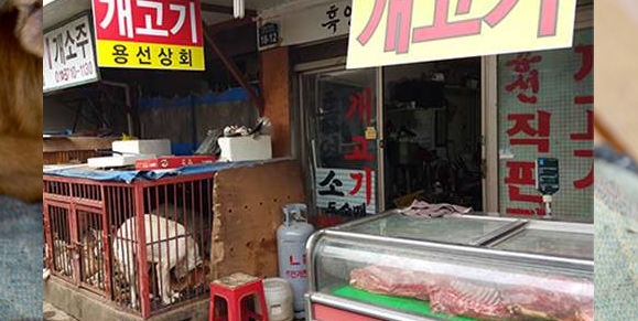 COVID-19 Started Because of Humans’ Abuse on&nbsp;Animals