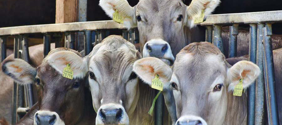 Living With Compassion