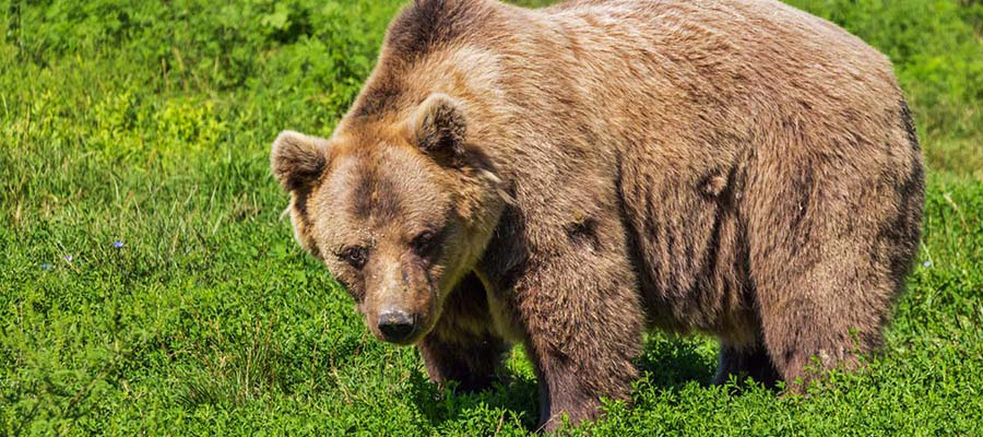 Baklava for Bears&nbsp;Fundraiser