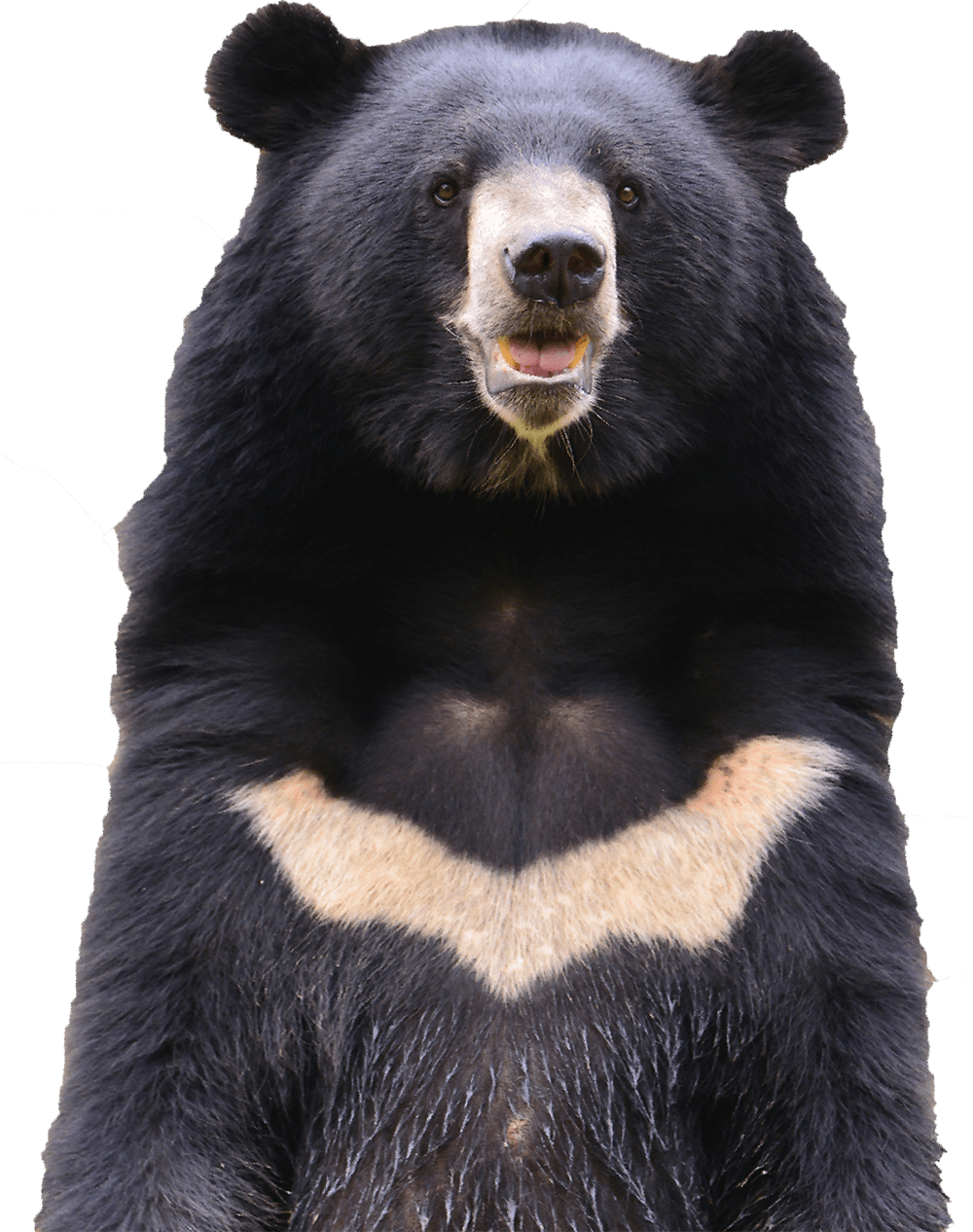 moon-bear-transparent2