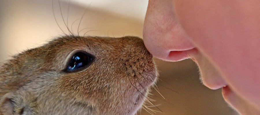 Pet Valu PFP Annual Paw Event April&nbsp;17-19th