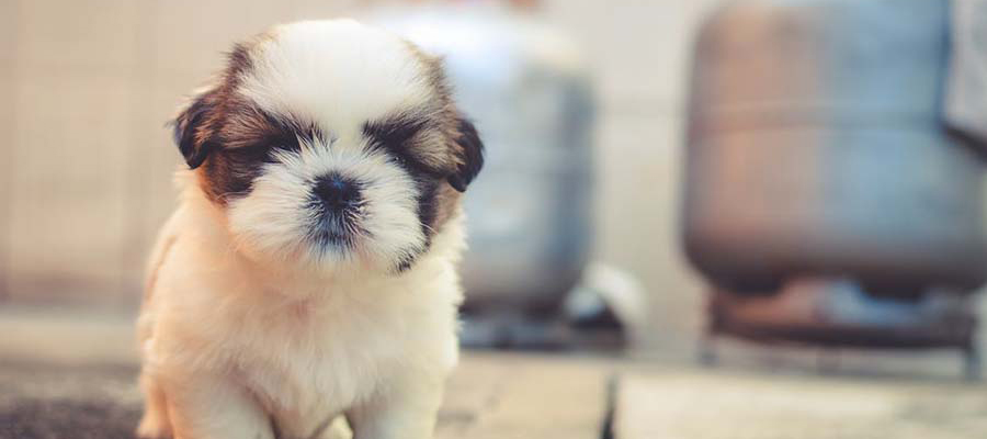 Microchip Your Pet on May 9th for&nbsp;$35!