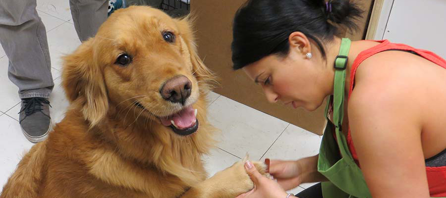 Pets Pampered at the Annual Pet Valu PAWS&nbsp;Event
