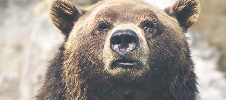 Breaking News: Halong Bay Bears Set For&nbsp;Rescue!