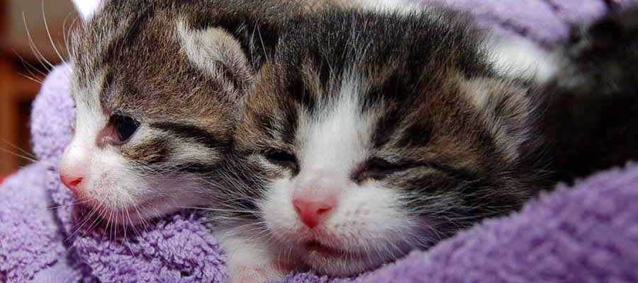 Bring your FURREVER friend home this Weekend at the National Adoptathon Oct.&nbsp;3rd-4th!