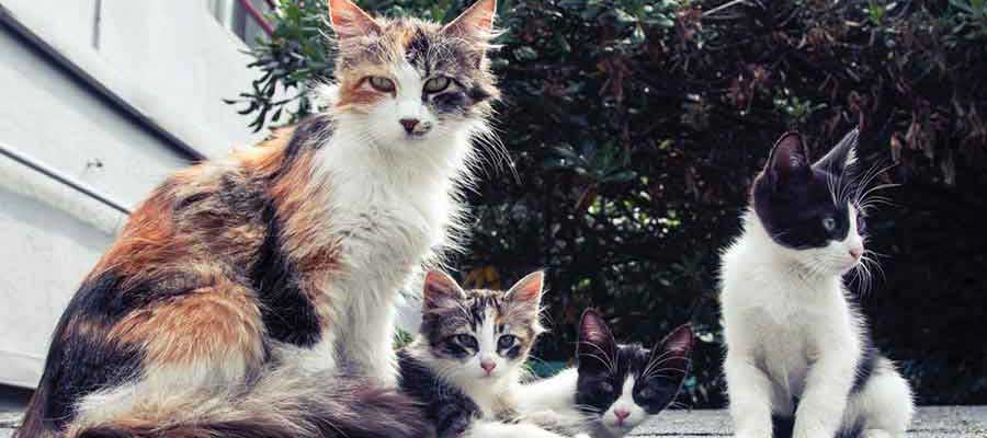 Consider A Holiday Gift to Save Lives&nbsp;Now