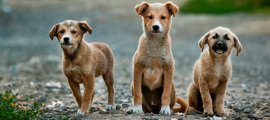 Support Bill C-246 for Animal&nbsp;Welfare