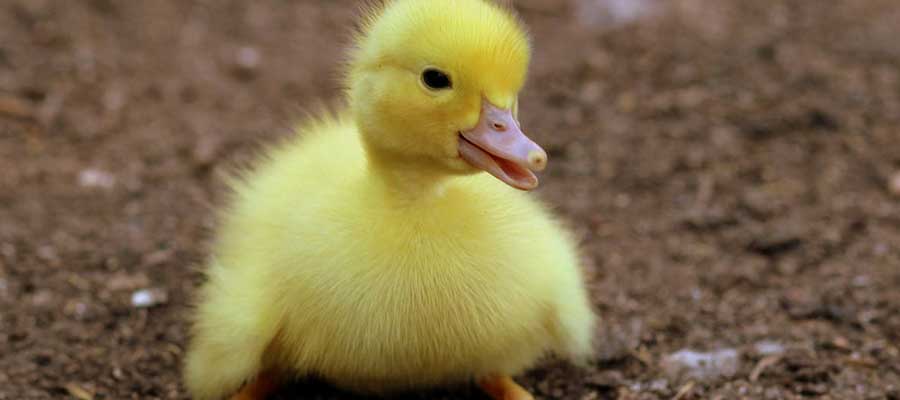 Get Your Compassion into&nbsp;Shape!