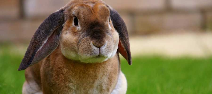 March for Bunnies: Cruelty-Free&nbsp;Guide