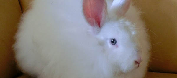 Victory for Angora&nbsp;Bunnies