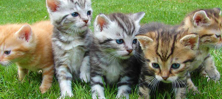 Fundraising Events from Rescue&nbsp;Angels