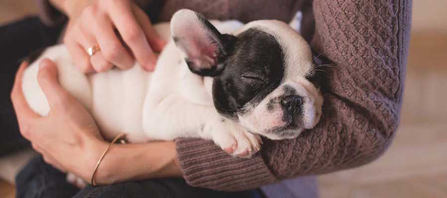 Adopt, Don’t Shop Educational&nbsp;Video