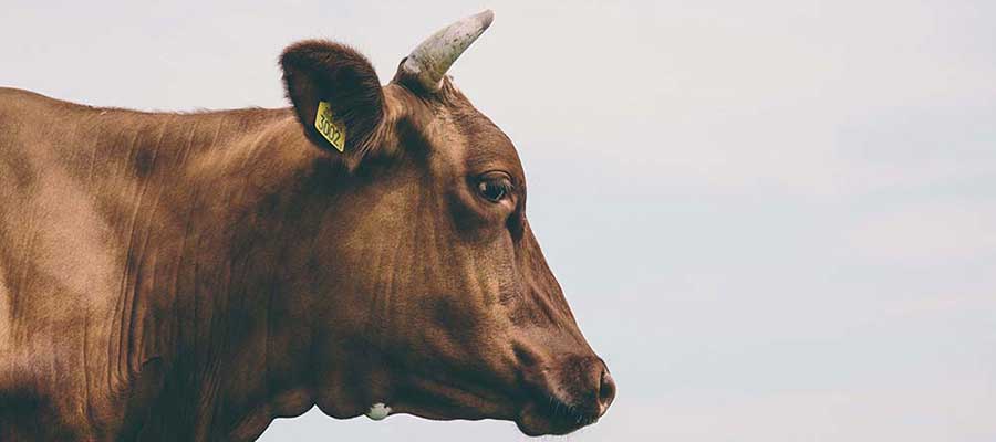 How Your Diet is Contributing to Climate&nbsp;Change