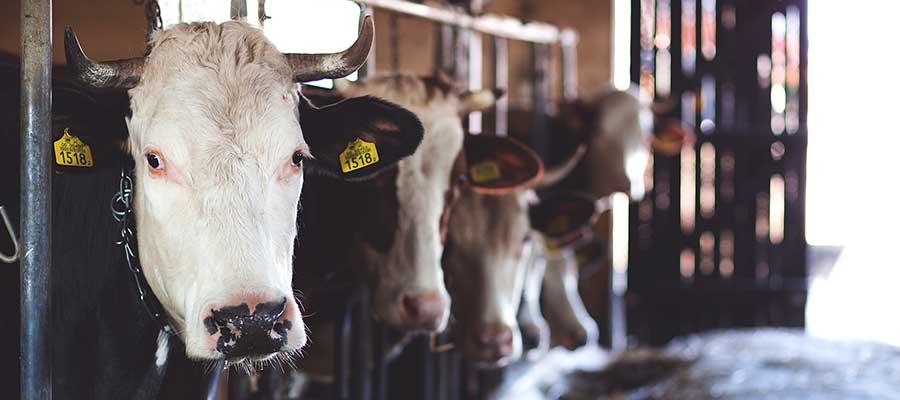 The Myths of&nbsp;Milk