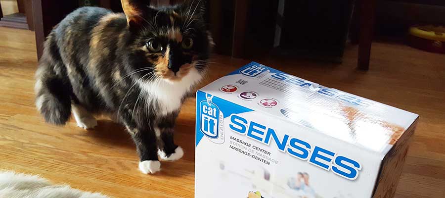 Thank You Somerset&nbsp;Academy!