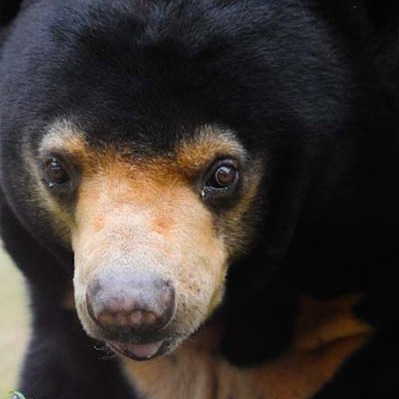 Peace Fur Paws – Animals Asia Fundraiser Feb 28 to Mar 1st,&nbsp;2015