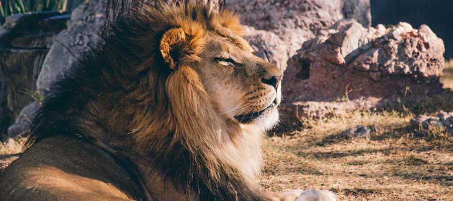 Fundraising Goal for a Transport Crate for Lion in Peru&nbsp;Reached!