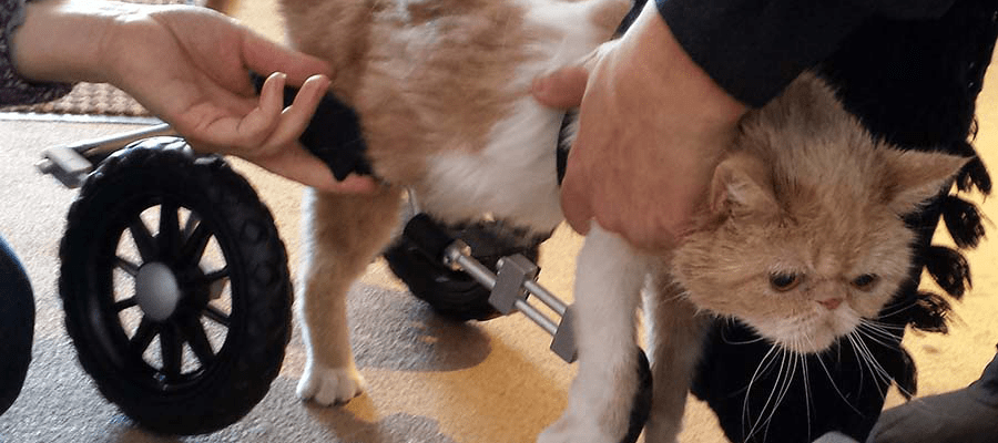 Holly's Recovery Part&nbsp;2