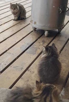 Duffy the Mommy (back) with Superpuff and Wonderpuff