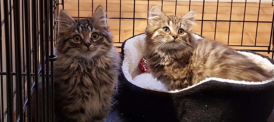 Cat Colonies in Crisis: Scarborough Colony Needs Your&nbsp;Help