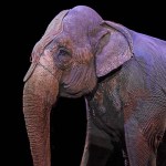 circus-elephant