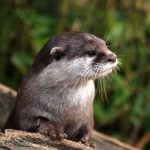 otter