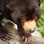 sun-bear