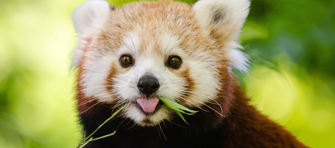 Buy Gift Cards and Help&nbsp;Animals