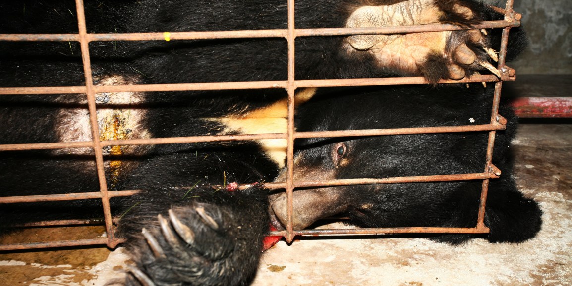 2008 China bear in crush cage free drip