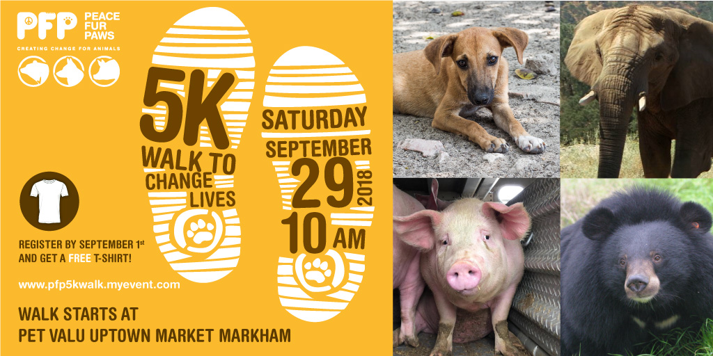 Register for our Fundraising 5K&nbsp;Walk!