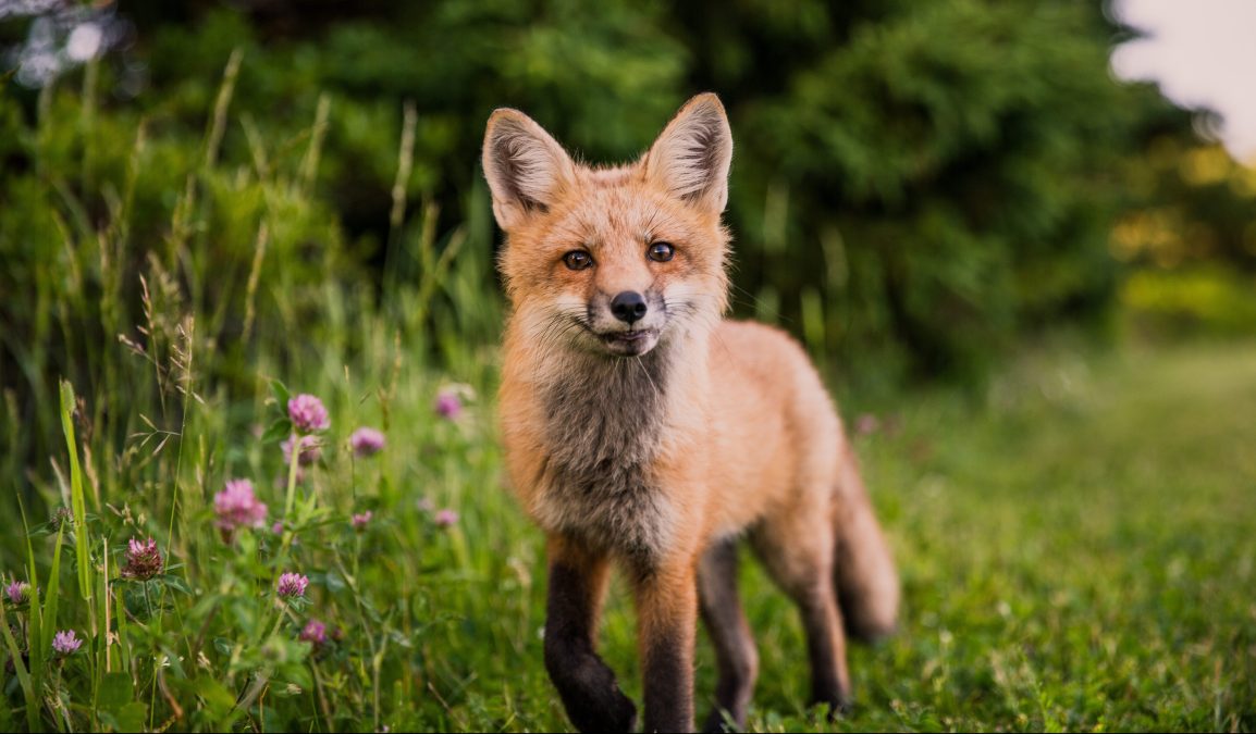 Animal Victories in&nbsp;2018