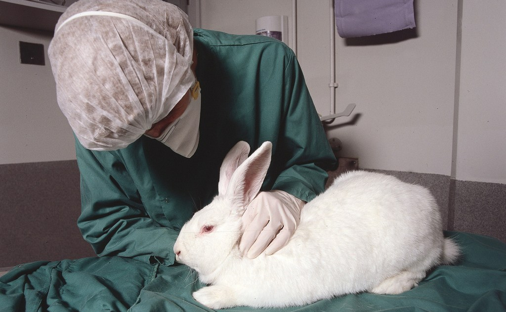 Help Push Bill S-214 so it Becomes Law: Canada’s Cruelty-Free Cosmetics&nbsp;Act