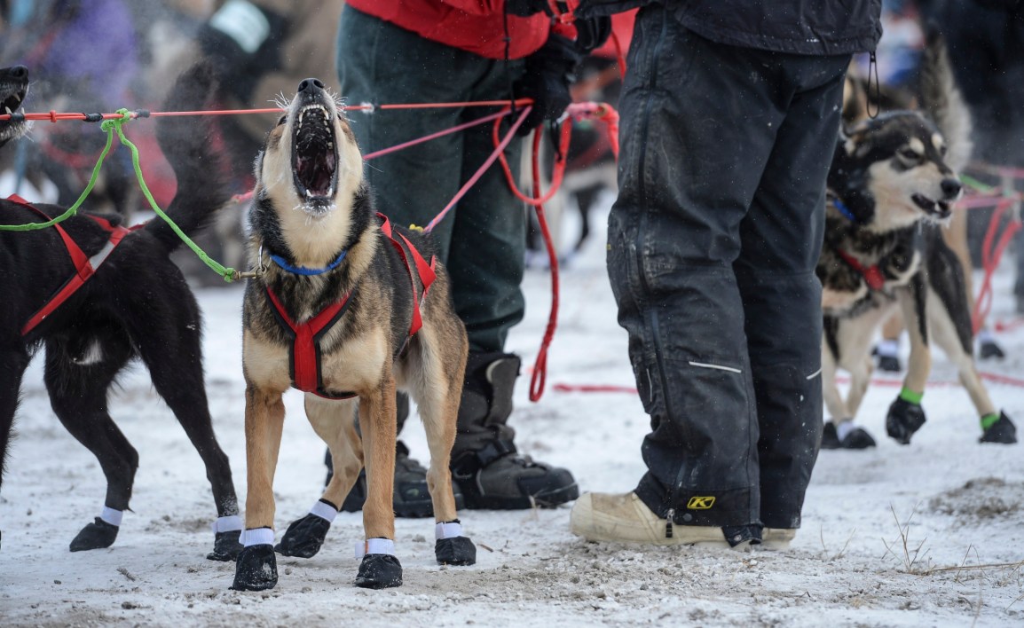 Ask Sponsors to Withdraw from the Iditarod Dog&nbsp;Race!