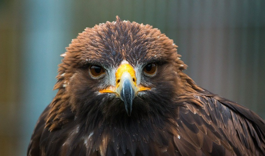 Stop Ford From Weakening Ontario’s Endangered Species&nbsp;Act