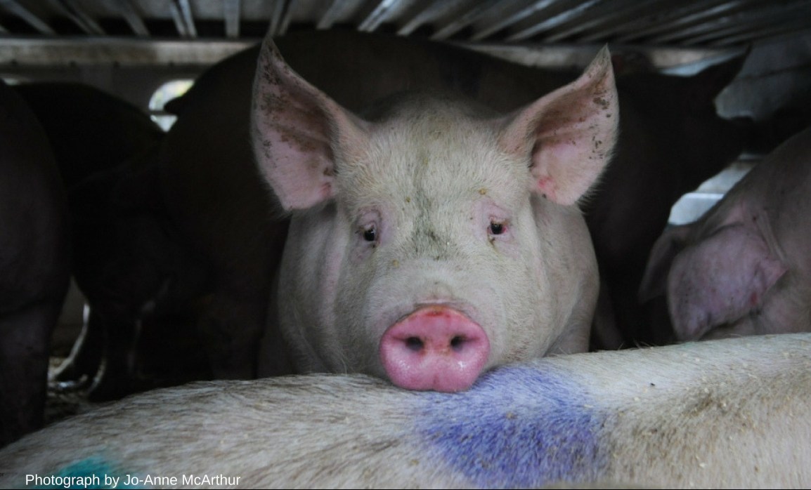 Help change Canada’s animal transport regulations which are among the worst in the&nbsp;world