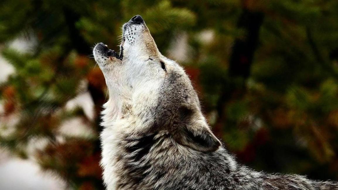 Canadian Wolves Are Under&nbsp;Attack