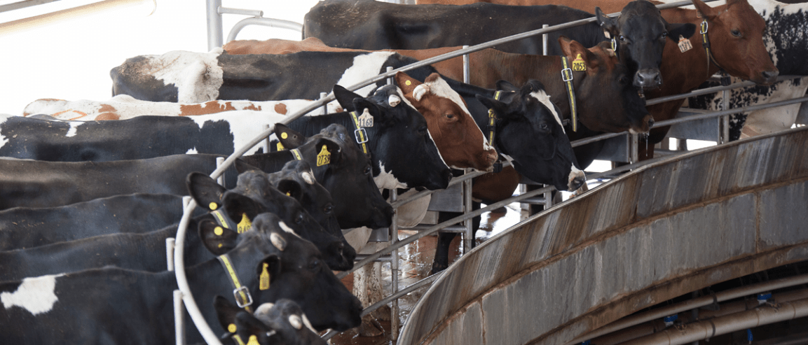 Ag-gag Bill 156: Ontario is Trying to Hide Animal Cruelty on&nbsp;Farms